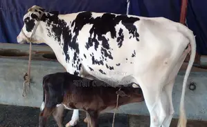 ১২১৬নং উন্নত জাতের গাভী বিক্রি ।