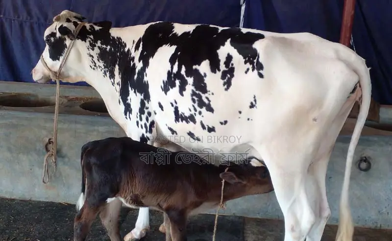 ১২১৬নং উন্নত জাতের গাভী বিক্রি ।