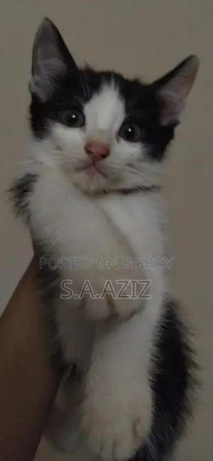 3-6 Months Male Mixed Breed Cat