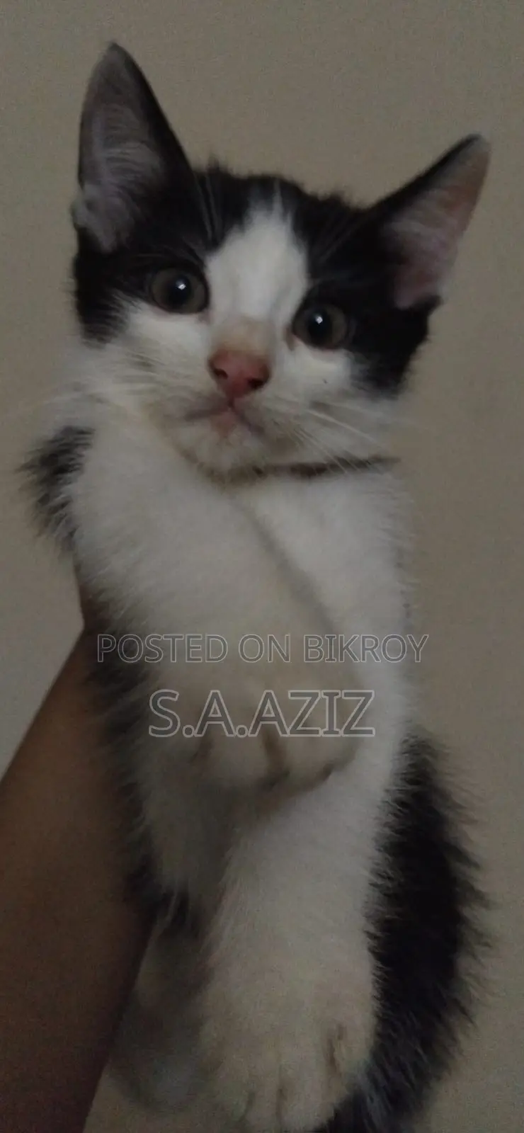 3-6 Months Male Mixed Breed Cat