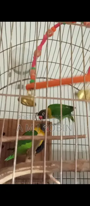 Pure Black-collared Lovebird (Breeding Pair) - Running Pair