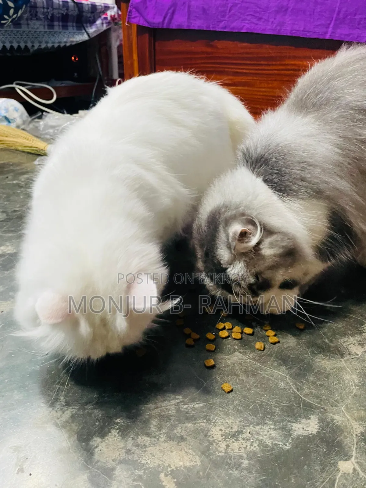 ৬-১২ মাস বয়সী খাঁটি পার্সিয়ান বিড়াল (মাদি)