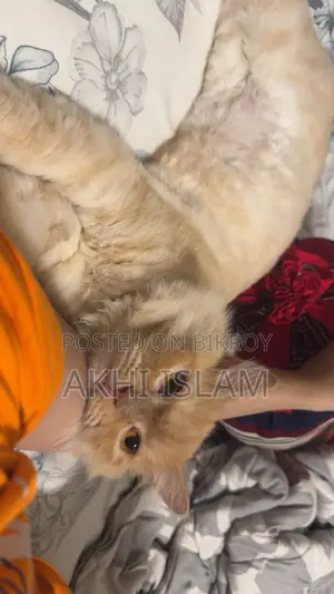 1+ Year Male Purebred Persian Cat