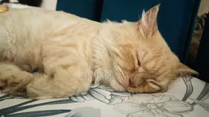 1+ Year Male Purebred Persian Cat