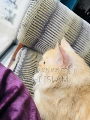 ১+ বছরের পুরুষ পিওরব্রেড পার্সিয়ান বিড়াল