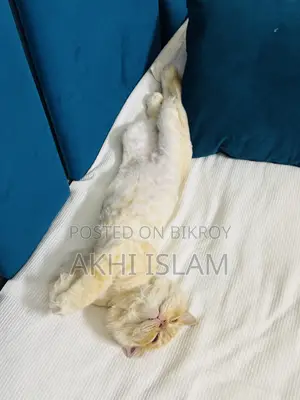 1+ Year Male Purebred Persian Cat
