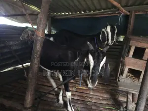 কুরবানির খাশি ছাগল