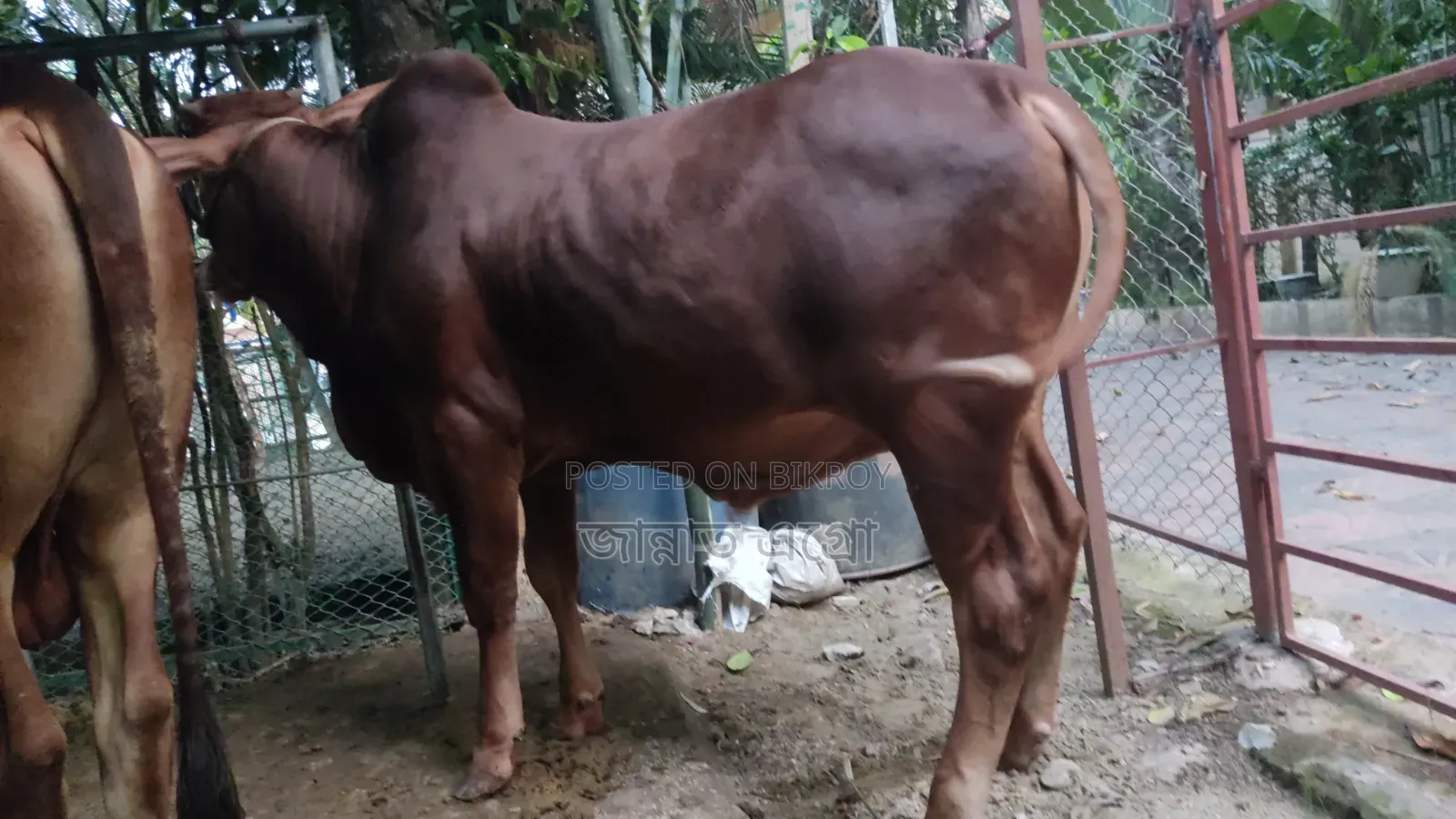RCC Bull for Sale