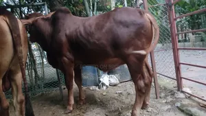 RCC ষাঁড় বিক্রি করা হবে