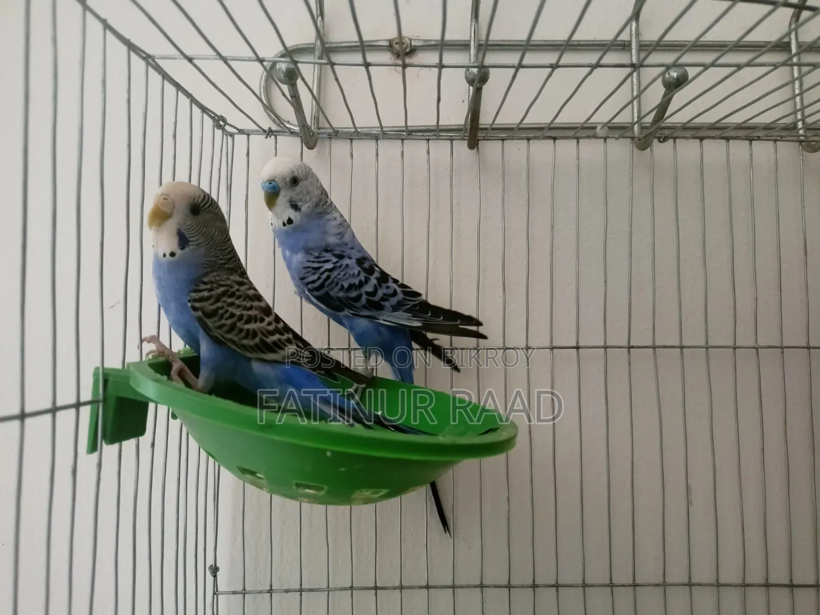 Budgie Full Setup