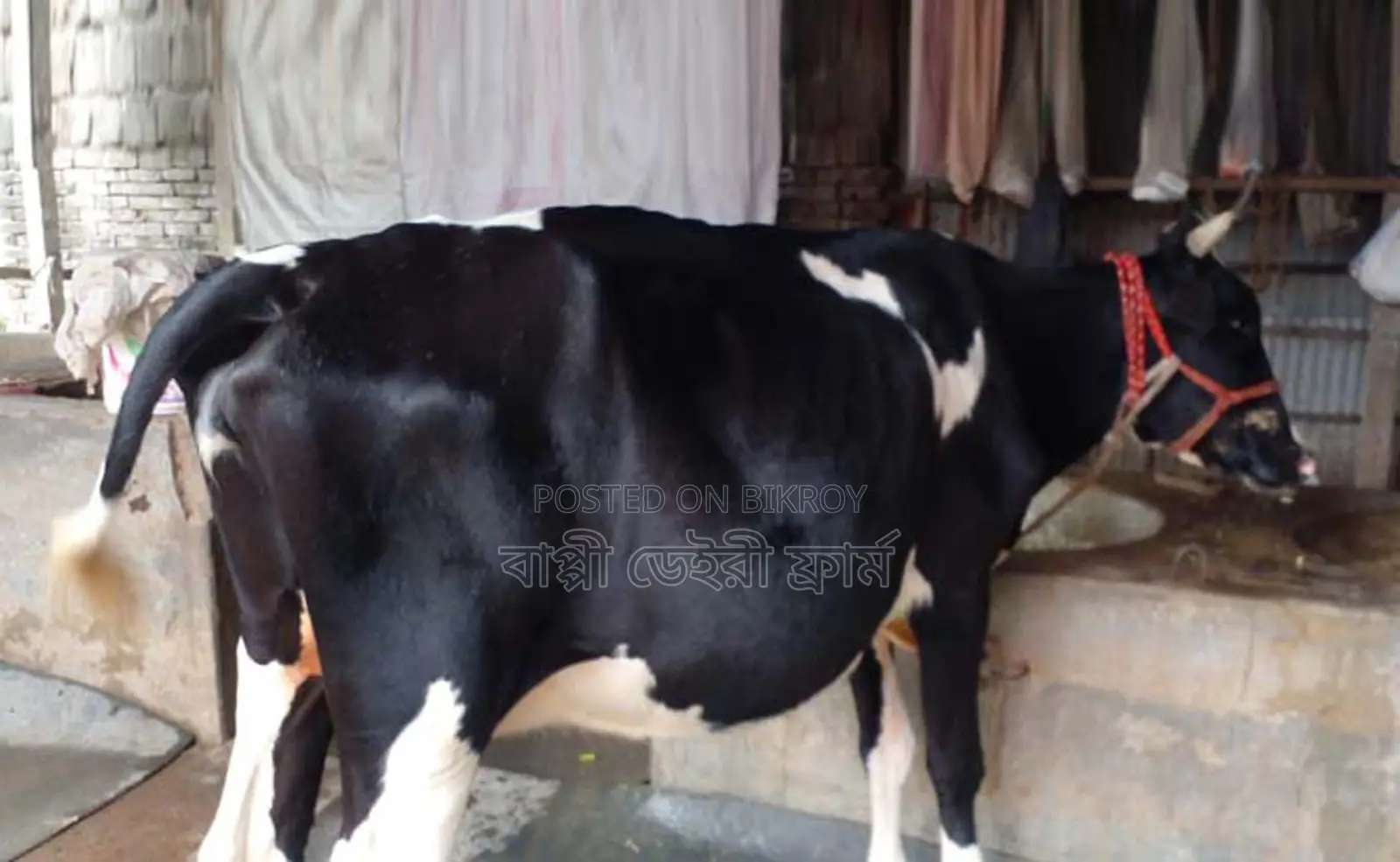 ১২২০নং ৮ মাসের পেগনেট গাভী বিক্রয় হবে ।