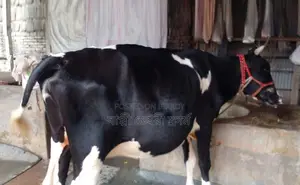 ১২২০নং ৮ মাসের পেগনেট গাভী বিক্রয় হবে ।