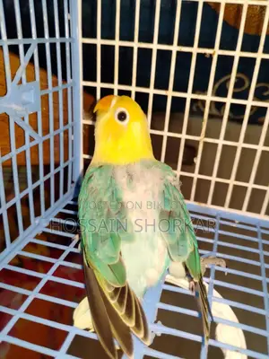 Parbulu Oprline Top Class Baby 3 Month