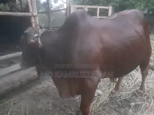 Cow for Qurbani Sale