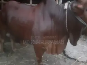 Cow for Qurbani Sale