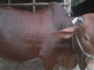 Cow for Qurbani Sale