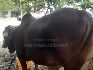 Cow for Qurbani Sale