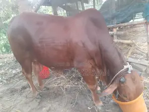 Cow for Qurbani Sale