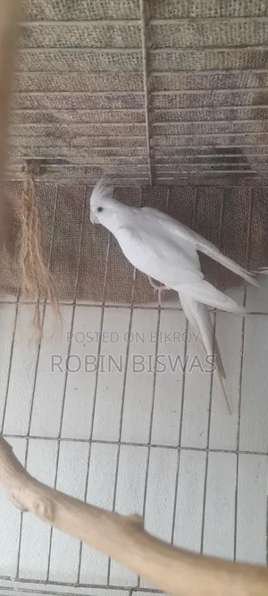 অ্যালবিনো ককাটেল প্রাপ্তবয়স্ক পুরুষ
