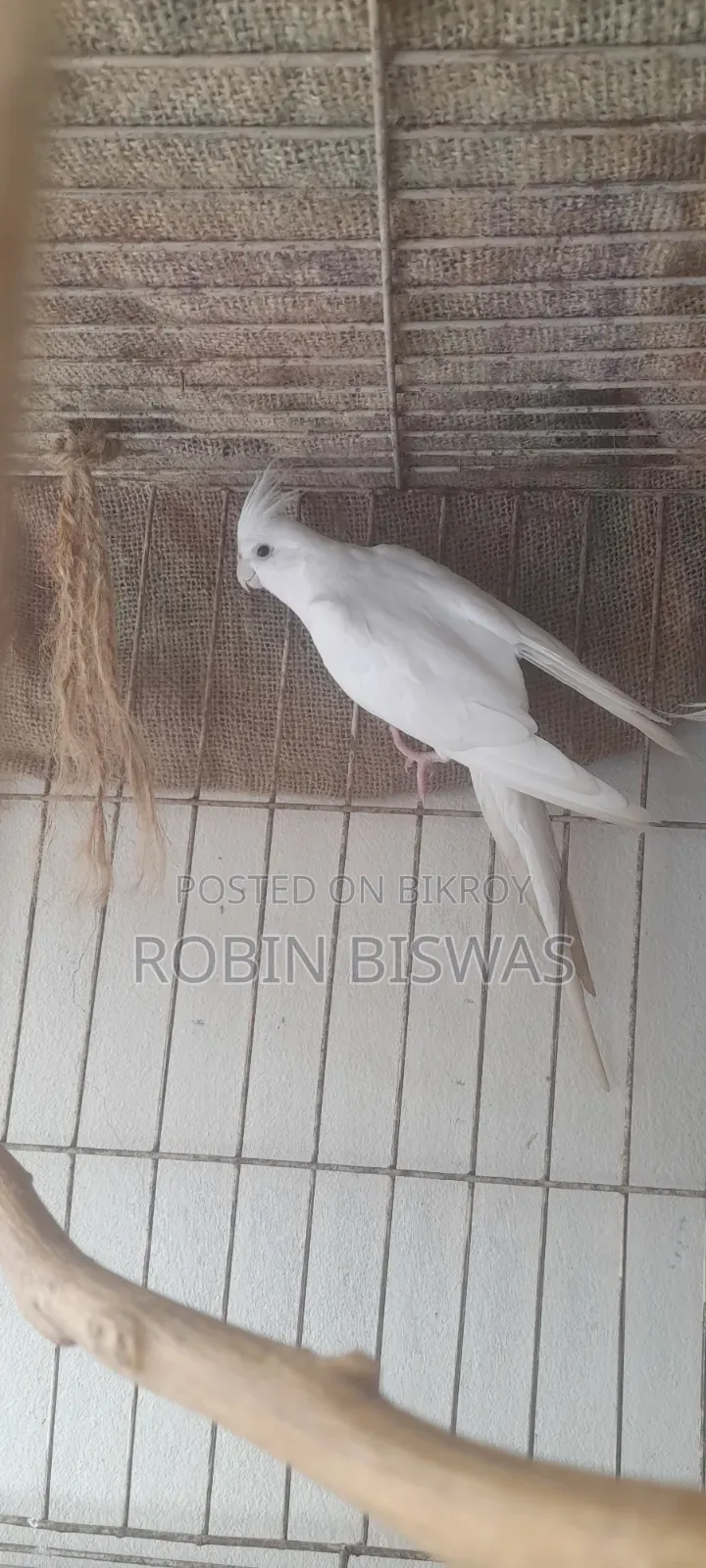 অ্যালবিনো ককাটেল প্রাপ্তবয়স্ক পুরুষ