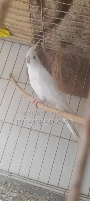 অ্যালবিনো ককাটেল প্রাপ্তবয়স্ক পুরুষ