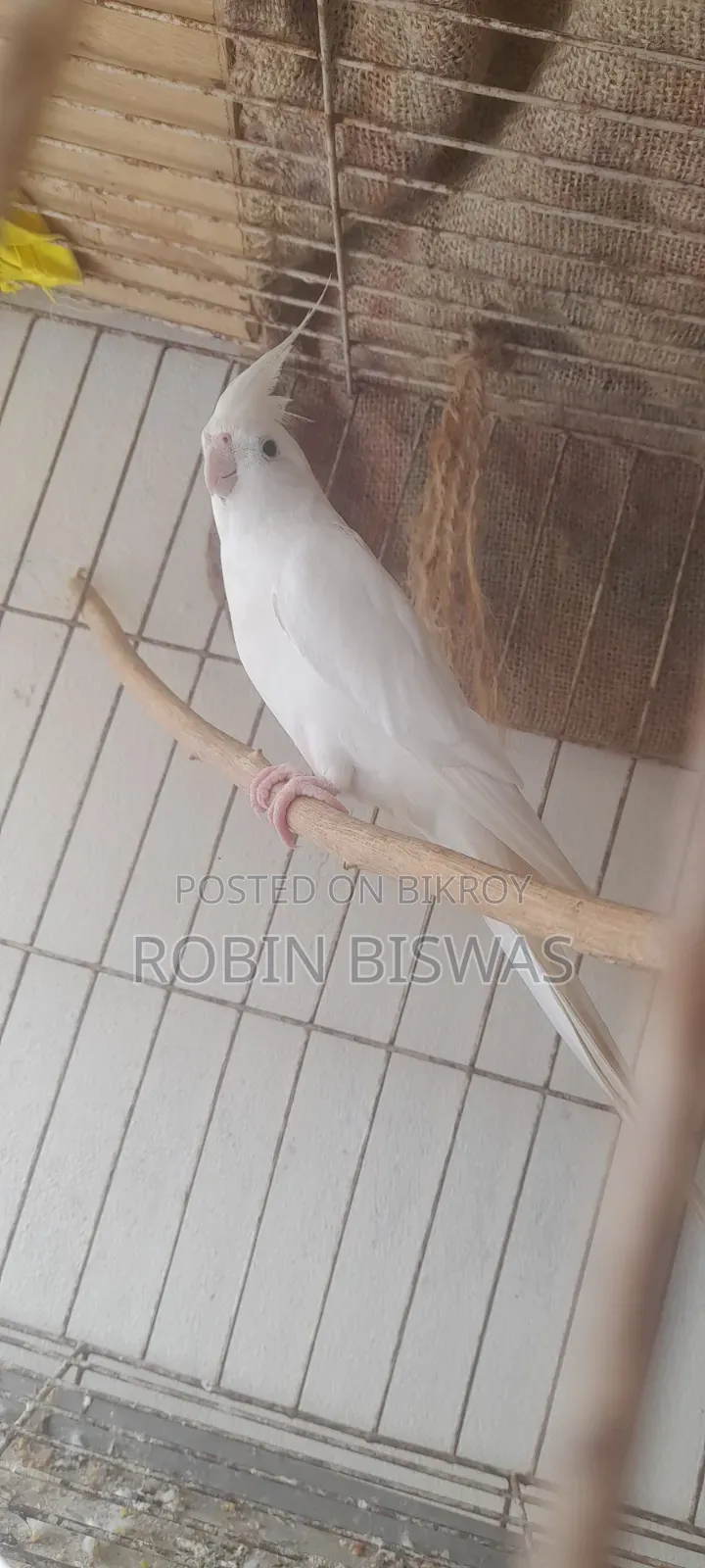অ্যালবিনো ককাটেল প্রাপ্তবয়স্ক পুরুষ