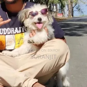 1+ Year Female Purebred Japanese Spitz