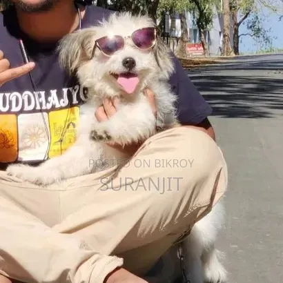 1+ Year Female Purebred Japanese Spitz