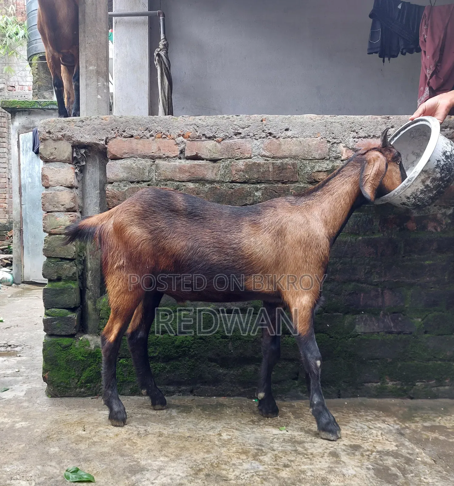 কোরবানির জন্য খাসি বিক্রি করা হবে