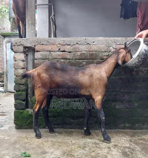 কোরবানির জন্য খাসি বিক্রি করা হবে