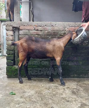 কোরবানির জন্য খাসি বিক্রি করা হবে