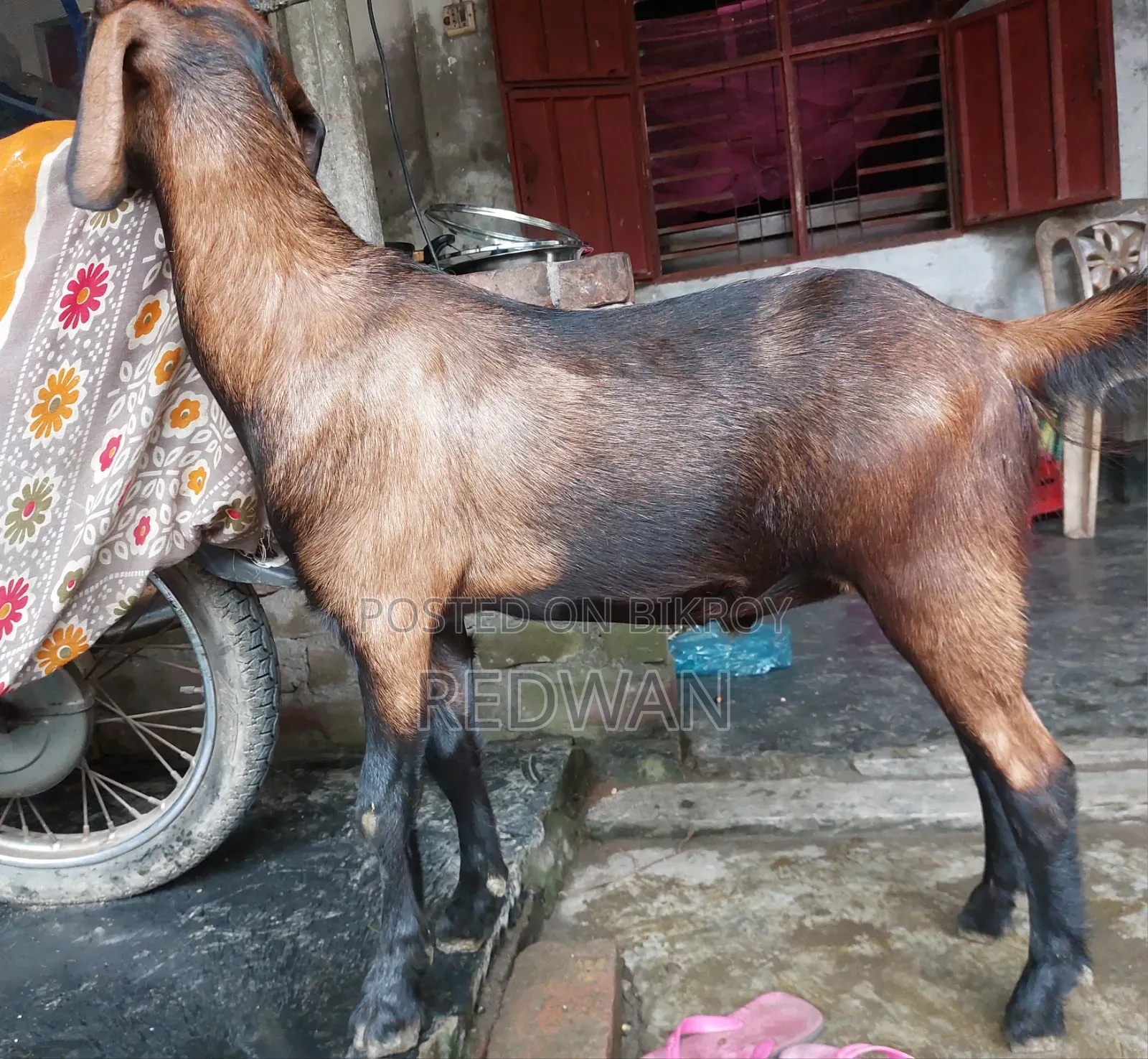 কোরবানির জন্য খাসি বিক্রি করা হবে
