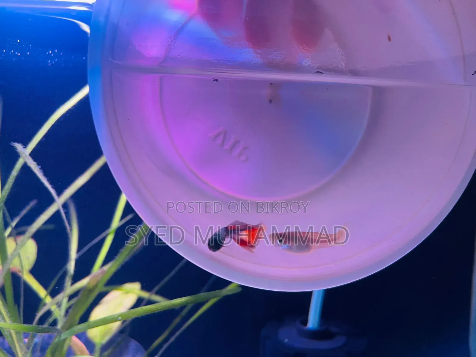 Premium Fancy Mix Guppy