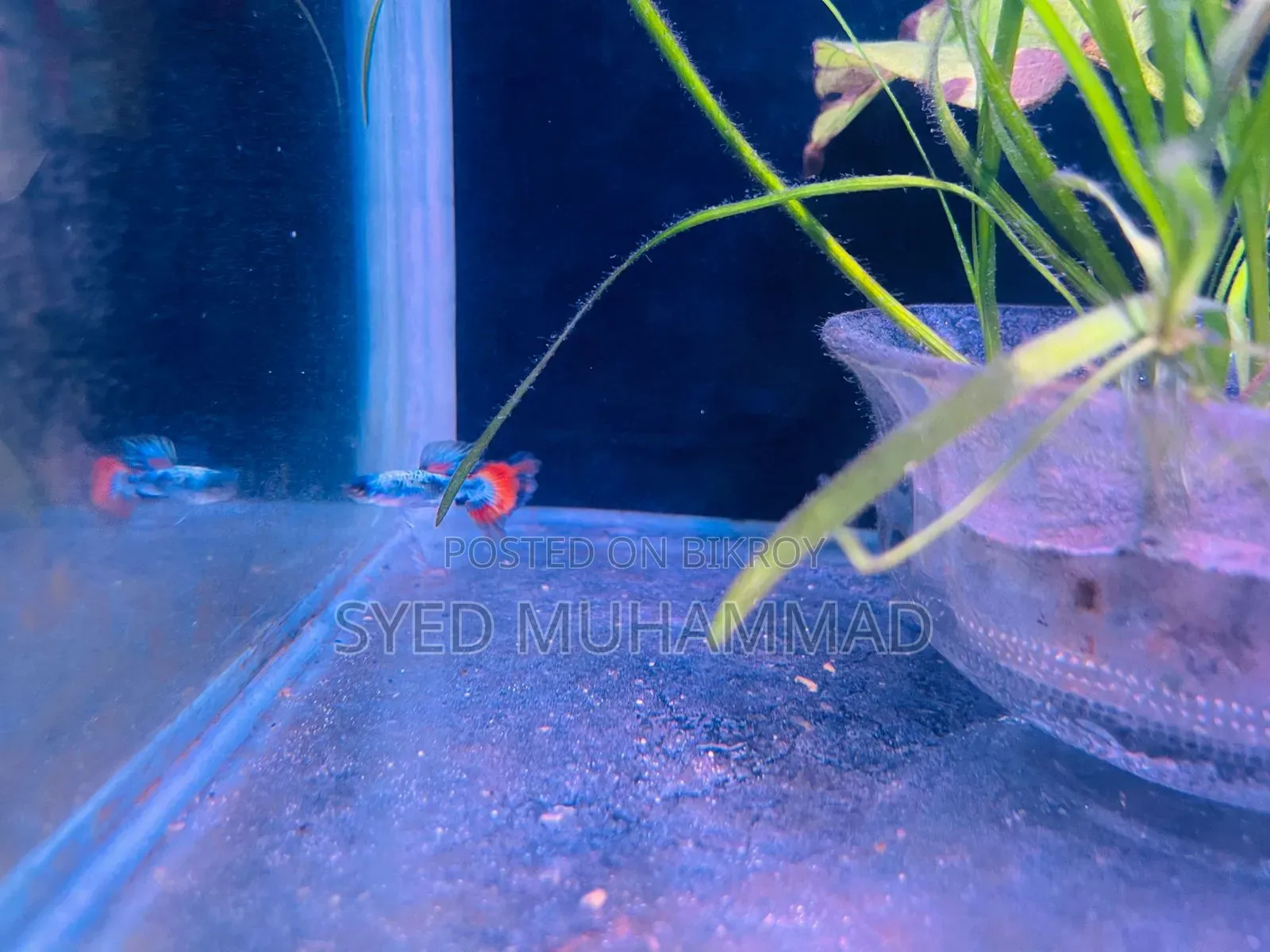 Premium Fancy Mix Guppy