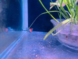 Premium Fancy Mix Guppy