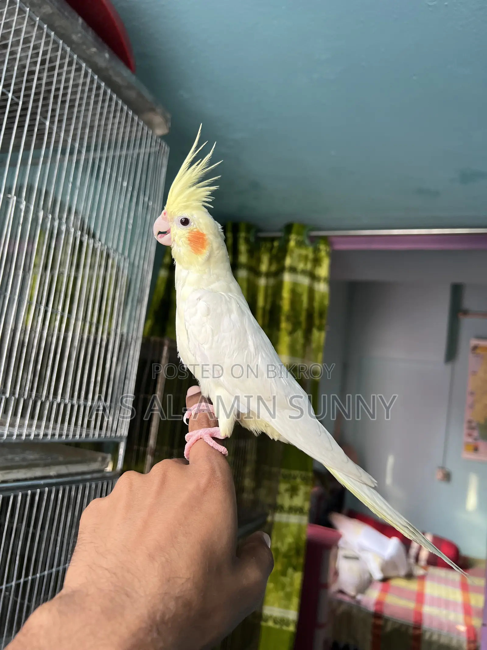 Tame Cocatel Female