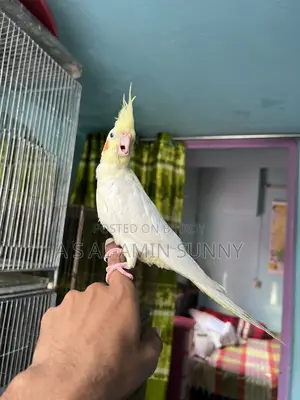 Tame Cocatel Female