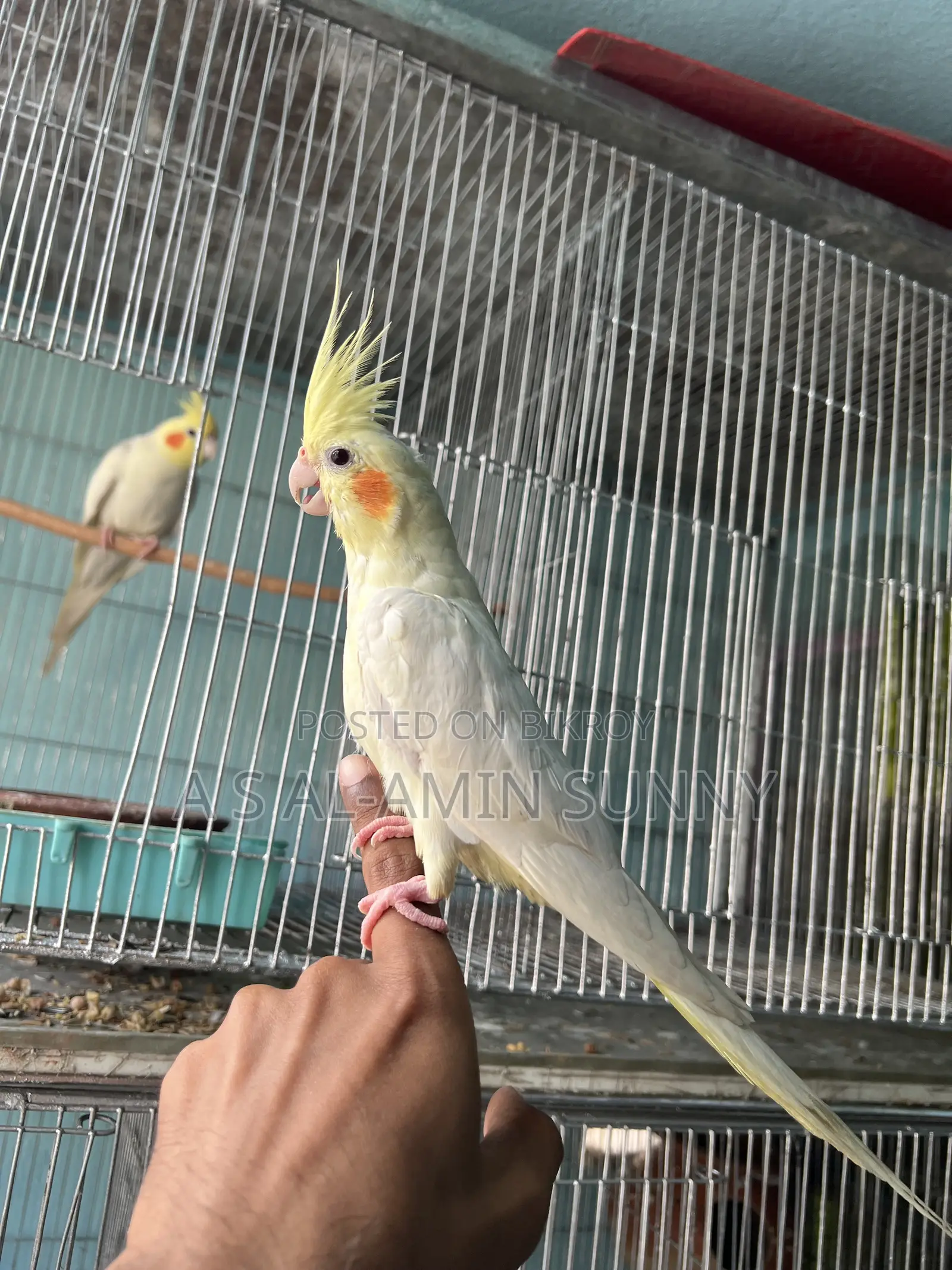 Tame Cocatel Female