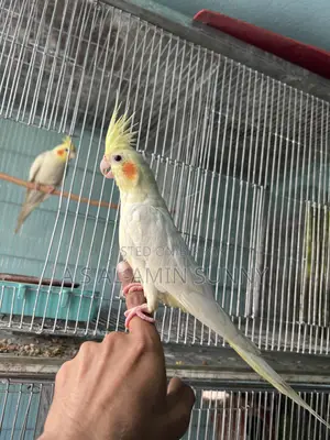 Tame Cocatel Female