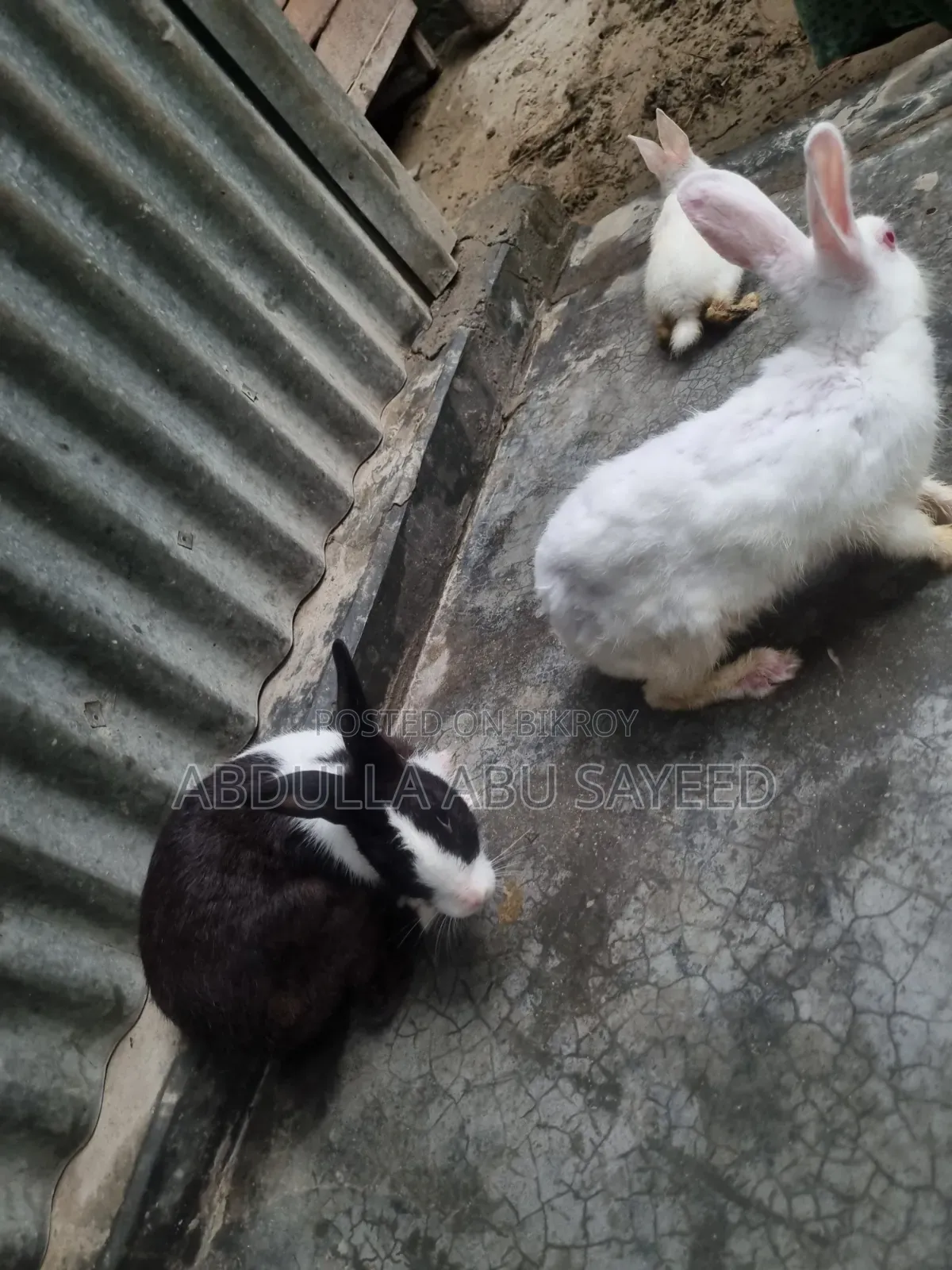 Three healthy rabbits.
