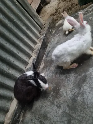 Three healthy rabbits.