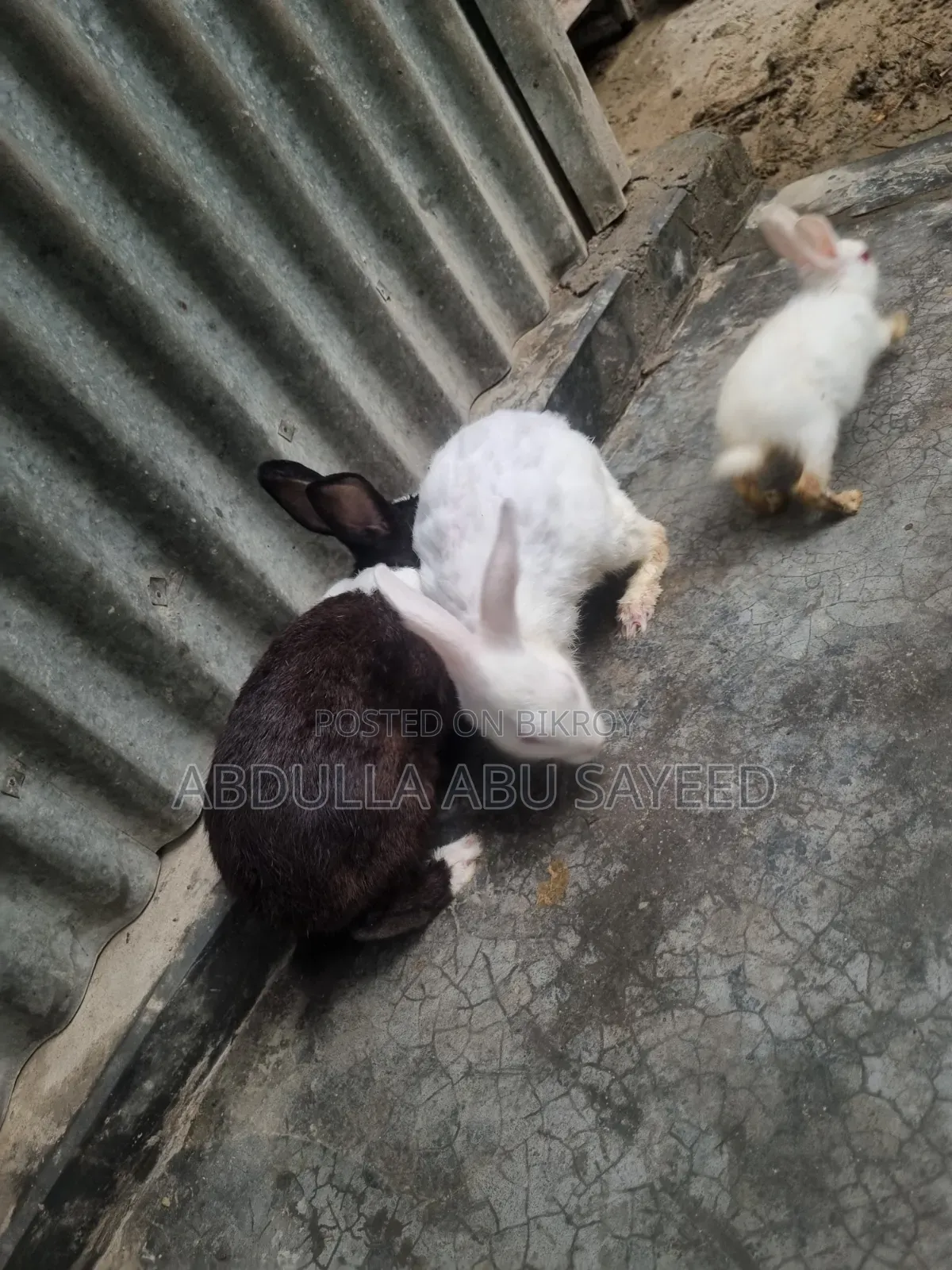 Three healthy rabbits.