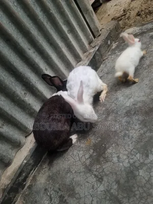 Three healthy rabbits.