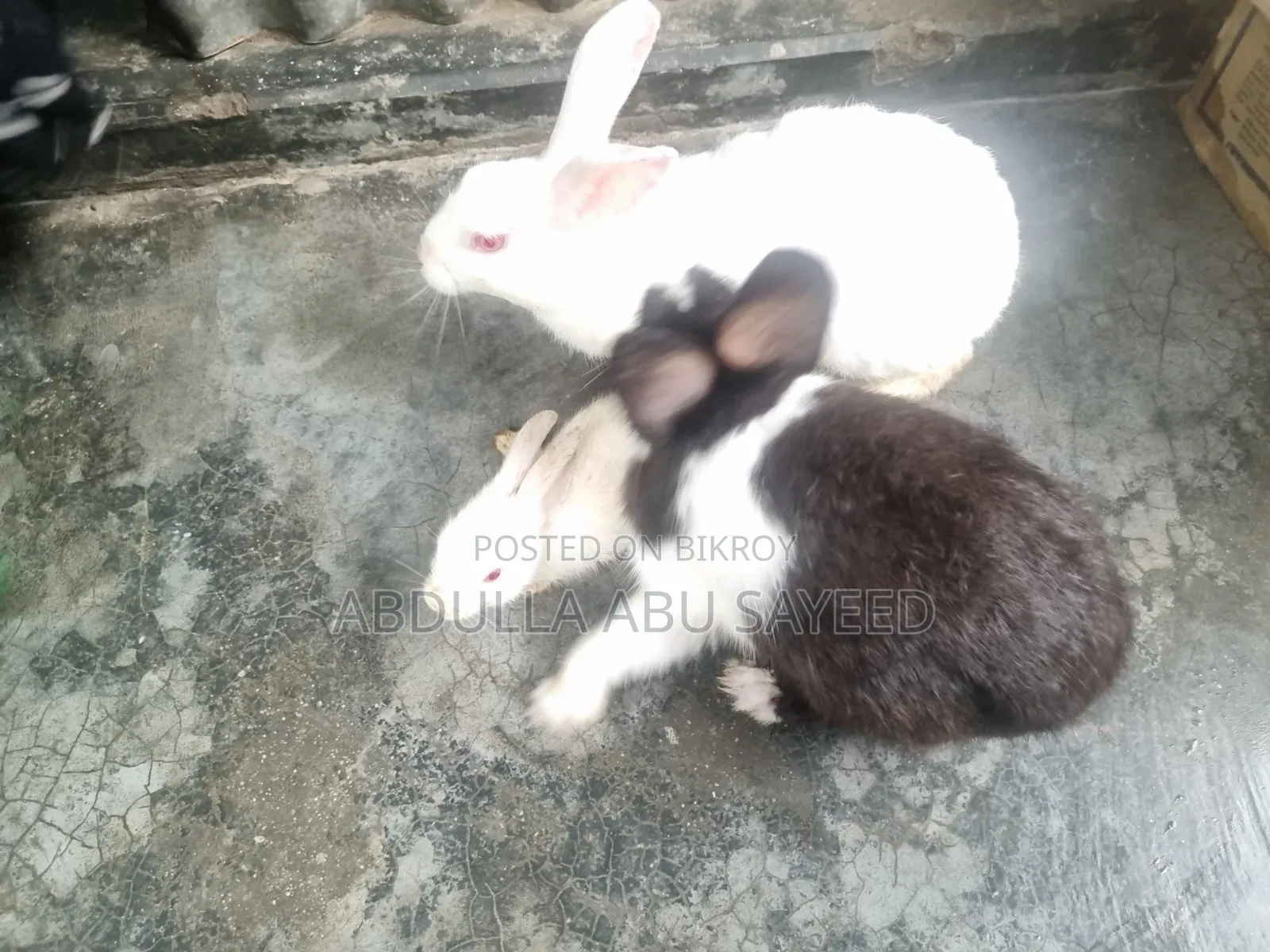 Three healthy rabbits.