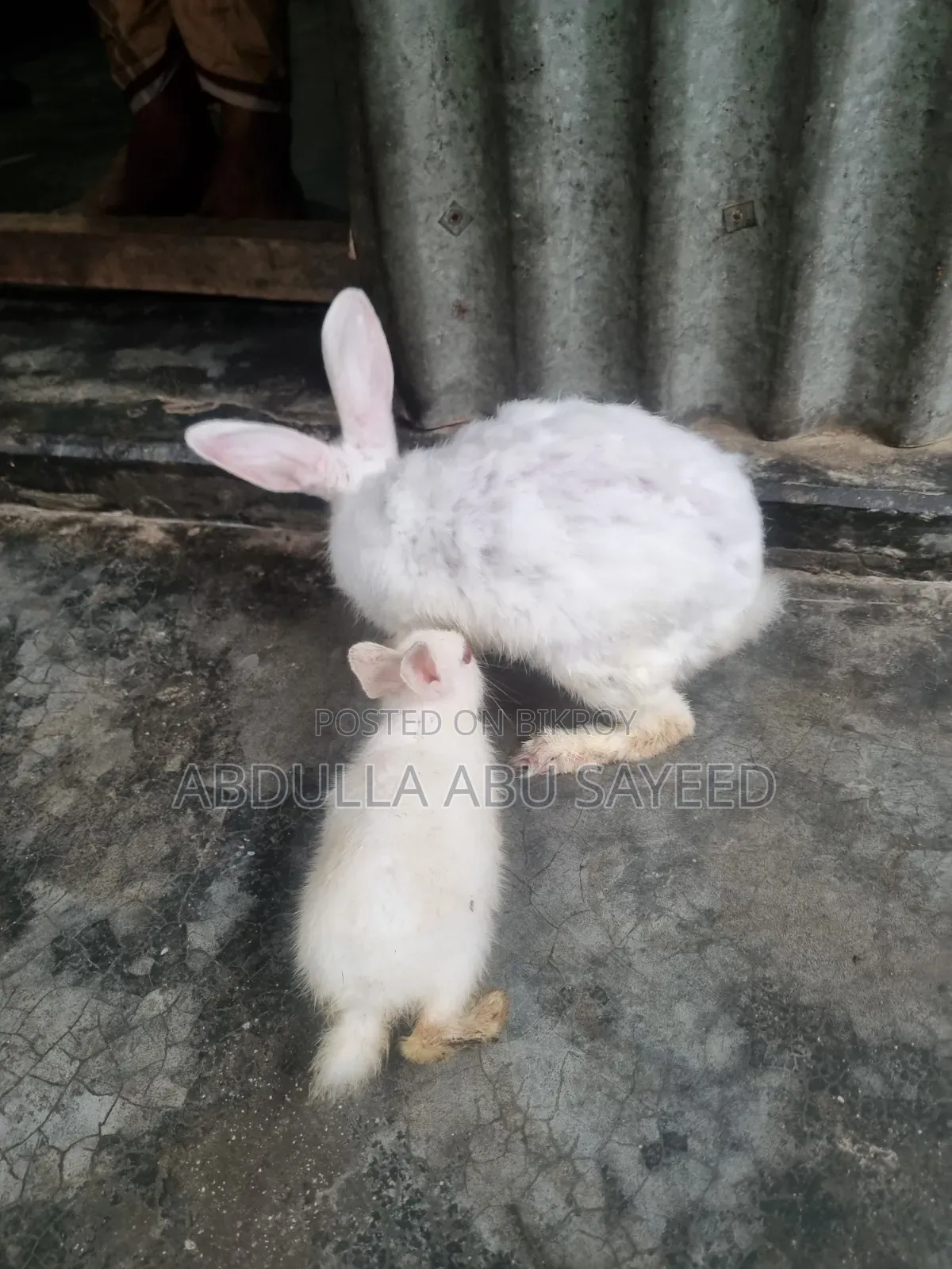 Three healthy rabbits.