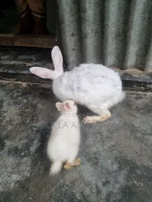 Three healthy rabbits.