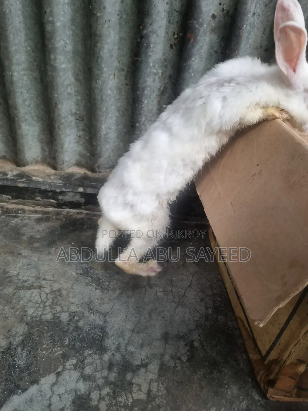Three healthy rabbits.