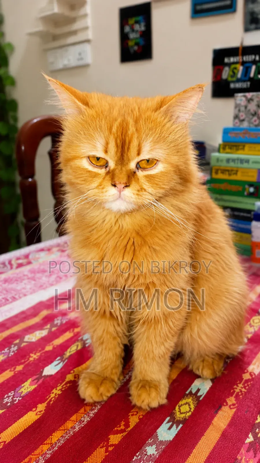 1+ Year Male Purebred Persian Cat