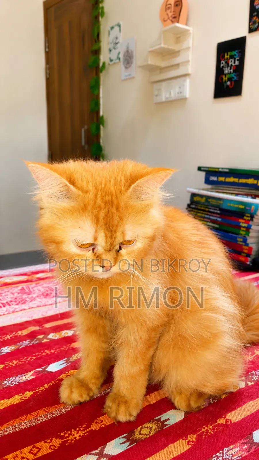 1+ Year Male Purebred Persian Cat