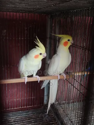 Lutino Breeding Cockatiel